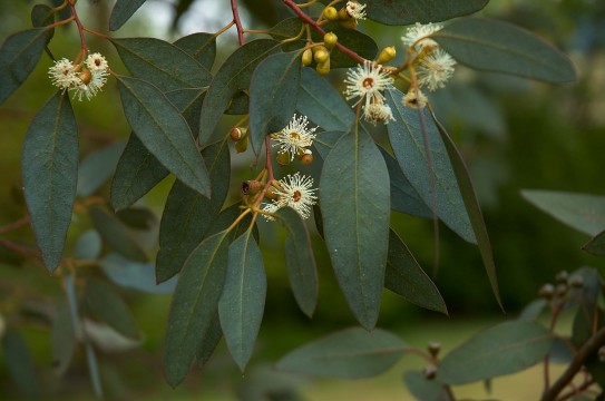 1280px-Eucalyptus_gunni_flowers